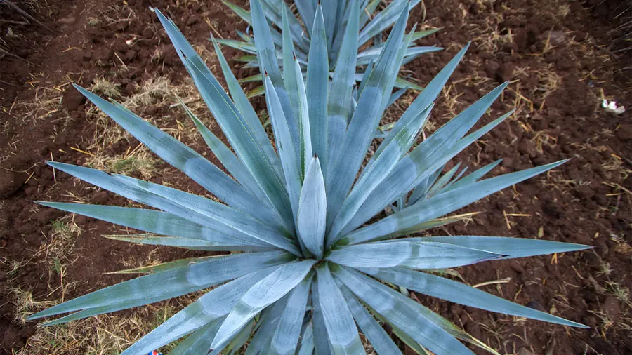 Planta de agave azul Weber sobre tierra roja