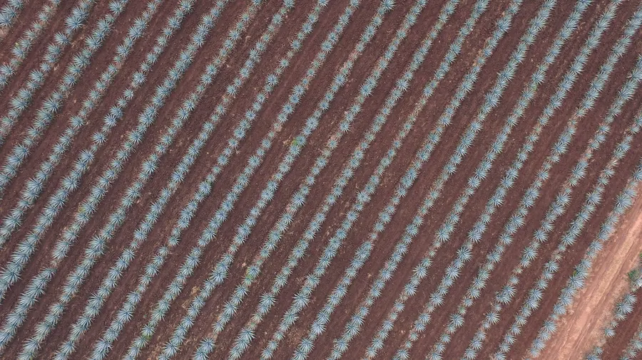 Vista aérea de hileras de agave azul en Jalisco